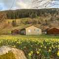 🌼🌼🌼 Des jonquilles à perte de vue 🌼🌼🌼