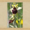 15ème, 16ème et 17ème sortes d'orchidées de Châtel-Censoir, toujours avec Bergamote, le papillon !