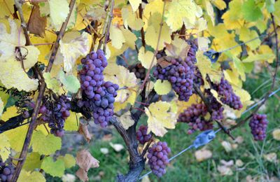 Une balade dans le vignoble alsacien ?