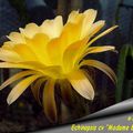 Echinopsis cv "Madame Butterfly"