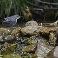 Le lac de la Douche, le cincle et la crue des Tabuc(s)