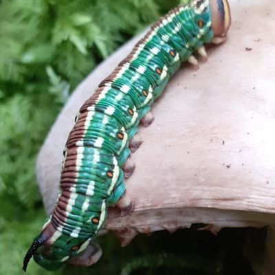 La Chenille du Sphinx du pin.