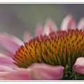 Echinacea Purpurea (Purple)