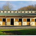 Chevaux au box