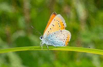 Nouvelle sortie en bord de Vienne