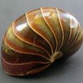 Nautilus fossil with jasper filling the shell entrance from Madagascar