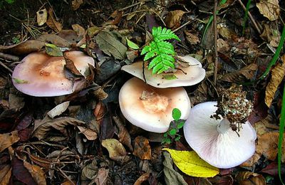 Intoxication causée par Lepista graveolens ウスムラサキシメジ