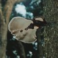 Gabon: promenade dans la forêt