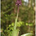 Les plus beaux orchis pourpres de St Paul de Varces