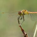 Sympetrum vulgatum