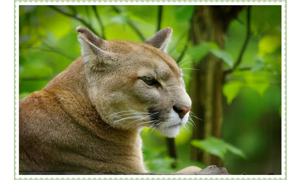 Puma, parc des félins