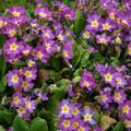 Juste quelques fleurs de mon jardin