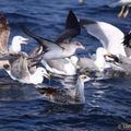 Puffins cendrés et labbes parasites au large du Grau du Roi