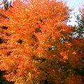 Image d'automne au Québec