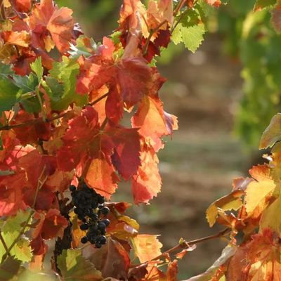 AUTOMNE, CITROULLES ET SORCELLERIE