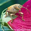 Curculio