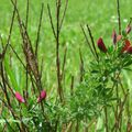 De jolies fleurs, belle nature 