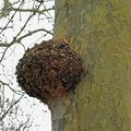 Quelles sont ces anomalies sur certains arbres ?