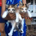 4 chatons tricolores ... plage Sud Basse Terre
