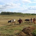 Pongal !