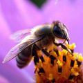 Observation des abeilles - Samedi 25 mai