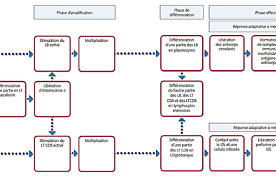  Leçon 2 : L'immunité adaptative