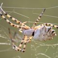 argiope lobée 