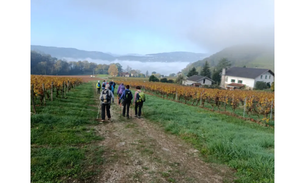 « Vignes et Rhône », balade de Jaco-Rando à Billième
