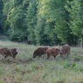 Les chasseurs ont les pieds sur terre...