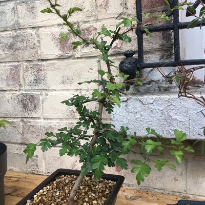 Aubépine - Crataégus monogyna