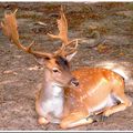 Daim dans le parc du château de Rambouillet