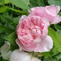 Eau de roses du jardin :