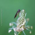 Syrphe * Hoverfly #1