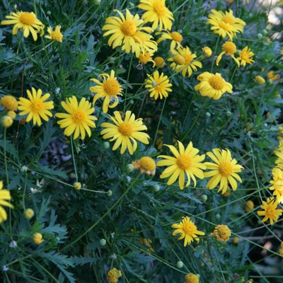 Septembre au jardin...