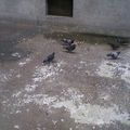 Des pigeons qui mangent