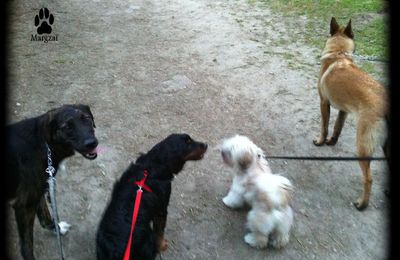 Ballades au parc Henri IV (avec Sultan)