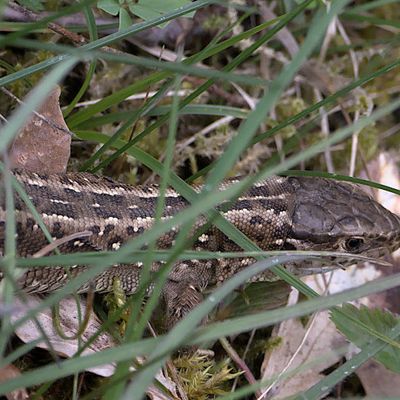 Le lézard des souches