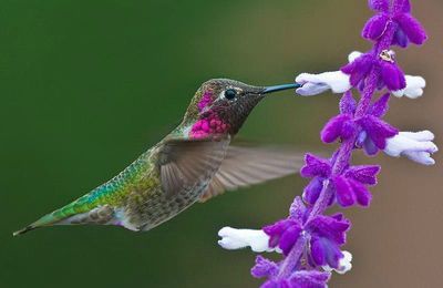 Colibri,oiseau merveilleux..