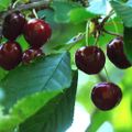 Clafoutis aux cerises :