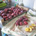 Tarte au quetsches du jardin