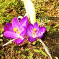 Notes de couleurs printanières dans le Cantal....