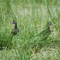 Canards branchus (femelles)