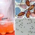 Voici une recette maison qui élimine les moustiques et blattes immédiatement !!!