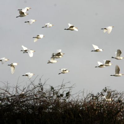 Hérons garde-boeufs