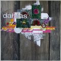 Les dahlias du jardin