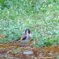 les oiseaux de mon jardin et alentours.