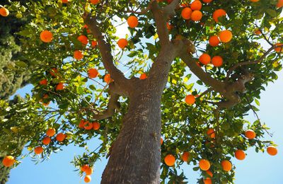 La parabole de l'arbre fruitier