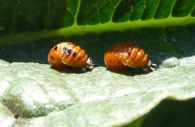 larves de coccinelle