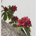 Fleurs de Rhododendron