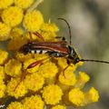 Des coléoptères minces à longues antennes sur des apiacées...